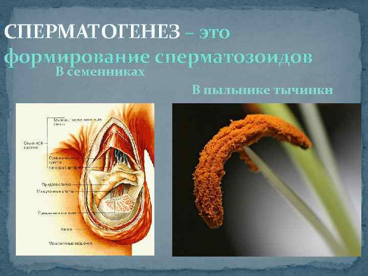 СПЕРМАТОГЕНЕЗ – это формирование сперматозоидов В семенниках В пыльнике тычинки 