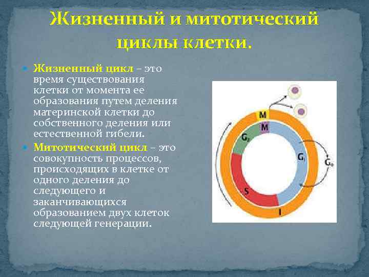 Жизненный и митотический циклы клетки. Жизненный цикл – это время существования клетки от момента