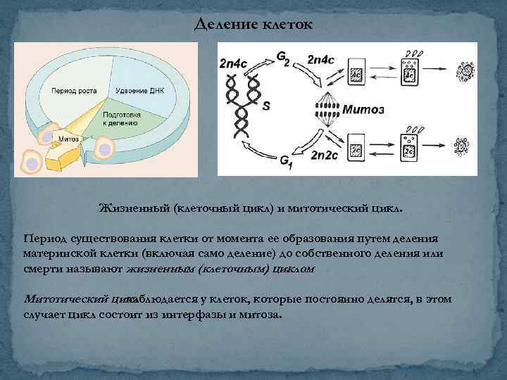 Деление клеток Жизненный (клеточный цикл) и митотический цикл. Период существования клетки от момента ее