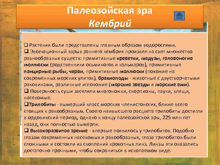 Палеозойская эра Кембрий q Растения были представлены главным образом водорослями. q Эволюционный взрыв раннего