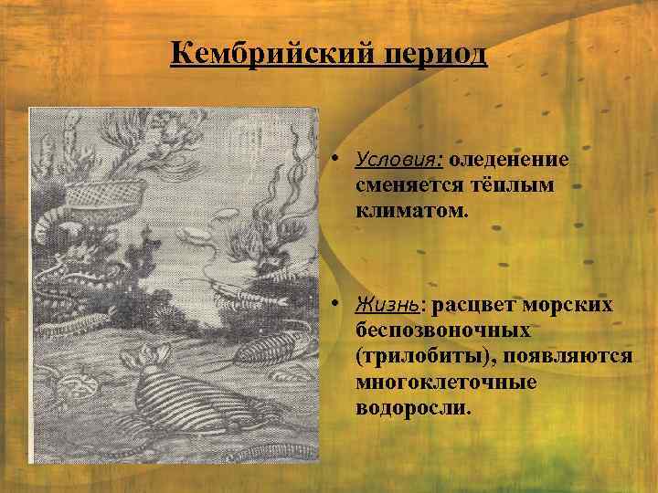 Кембрийский период • Условия: оледенение сменяется тёплым климатом. • Жизнь: расцвет морских беспозвоночных (трилобиты),