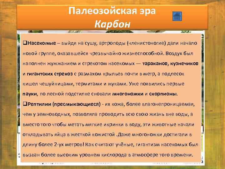 Палеозойская эра Карбон q. Насекомые – выйдя на сушу, артроподы (членистоногие) дали начало новой