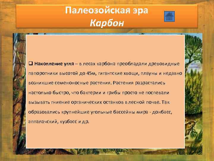 Палеозойская эра Карбон q Накопление угля – в лесах карбона преобладали древовидные папоротники высотой