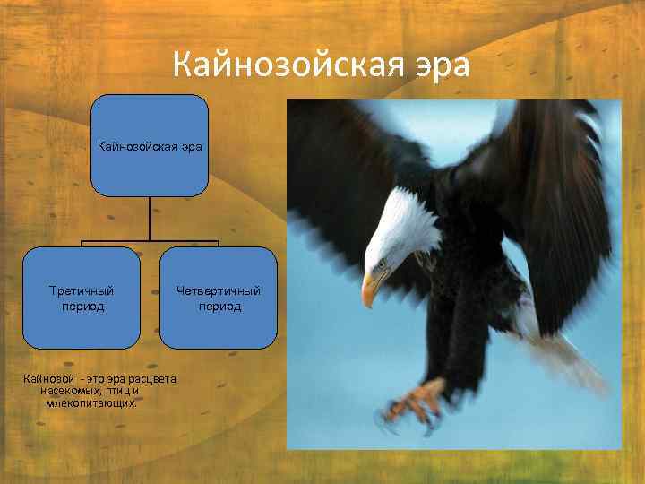 Кайнозойская эра Третичный период Четвертичный период Кайнозой - это эра расцвета насекомых, птиц и