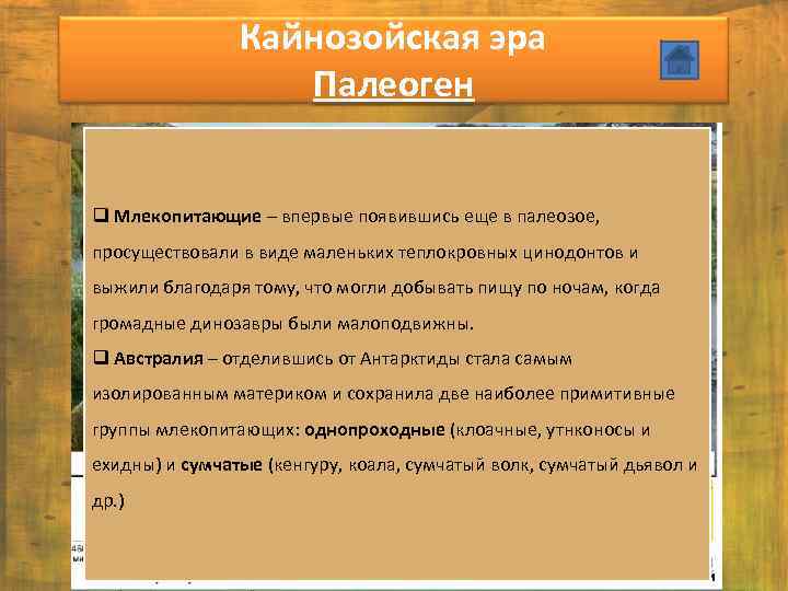 Кайнозойская эра Палеоген q Млекопитающие – впервые появившись еще в палеозое, просуществовали в виде