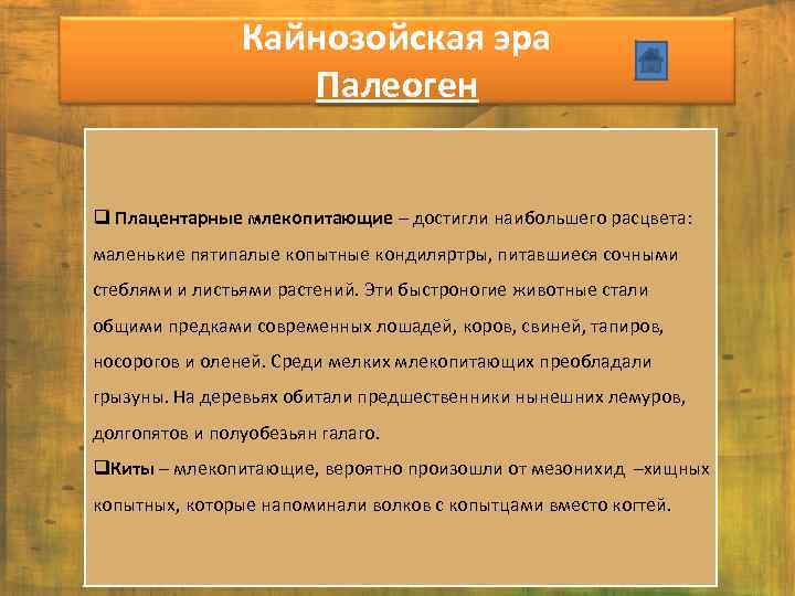 Кайнозойская эра Палеоген q Плацентарные млекопитающие – достигли наибольшего расцвета: маленькие пятипалые копытные кондиляртры,