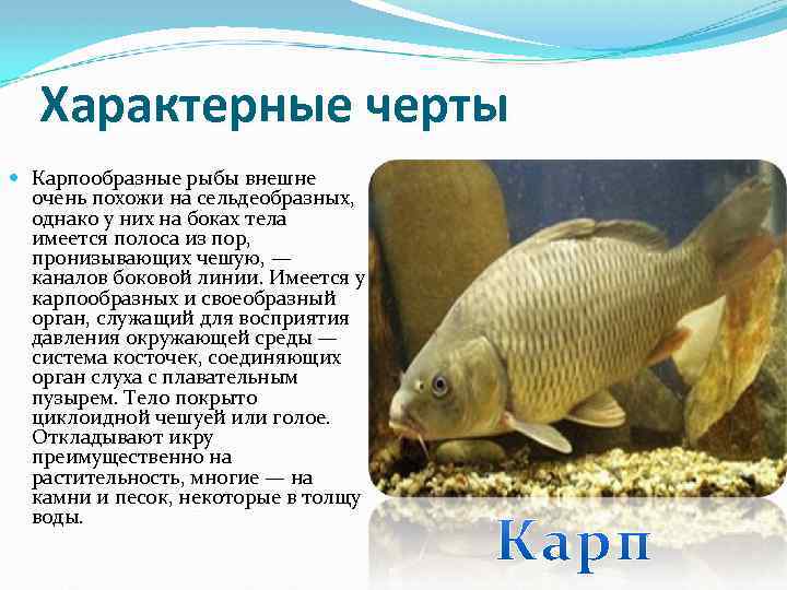 Карпообразные признаки