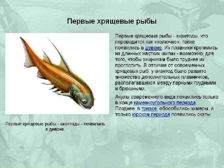 Какое оплодотворение характерно для костных рыб. Хордовые хрящевые рыбы. Костистые рыбы. Происхождение костных рыб.