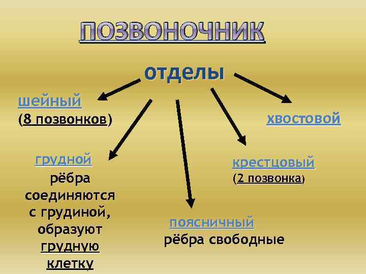 ПОЗВОНОЧНИК отделы шейный (8 позвонков) грудной рёбра соединяются с грудиной, образуют грудную клетку хвостовой