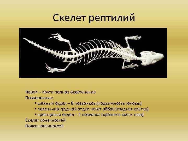 Скелет рептилий Череп – почти полное окостенение Позвоночник: • шейный отдел – 8 позвонков