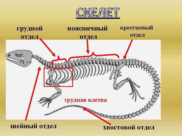 СКЕЛЕТ грудной отдел поясничный отдел крестцовый отдел грудная клетка шейный отдел хвостовой отдел 