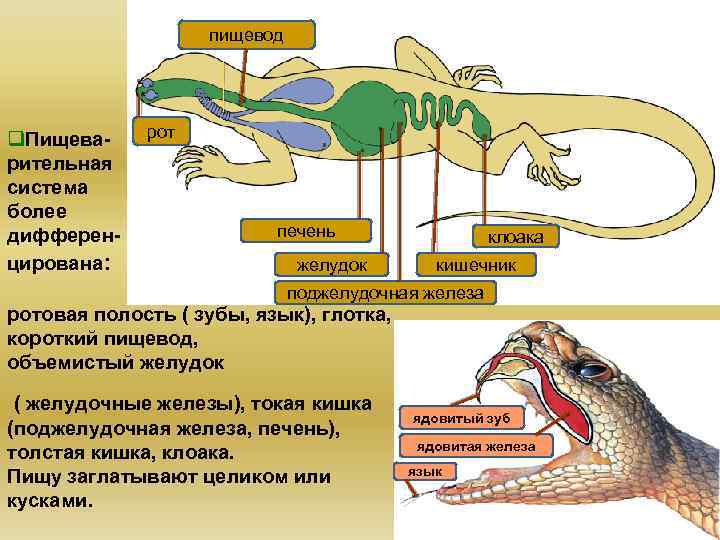 Строение рептилий 7 класс. Пищеварительная система пресмыкающихся 7 класс биология. Пищеварительная система рептилий схема. Эволюция пищеварительной системы рептилий. Класс пресмыкающиеся или рептилии пищеварительная система.