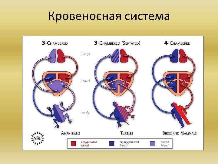 Кровеносная система 