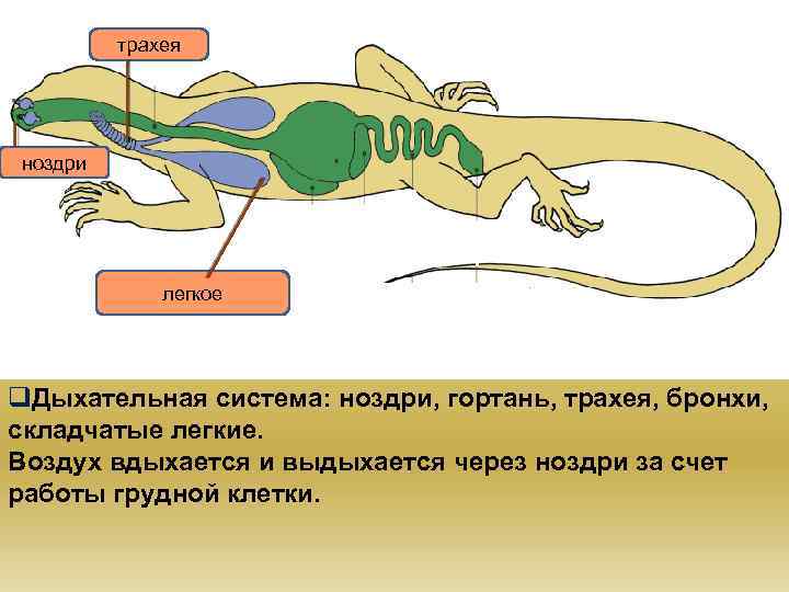 трахея ноздри легкое q. Дыхательная система: ноздри, гортань, трахея, бронхи, складчатые легкие. Воздух вдыхается