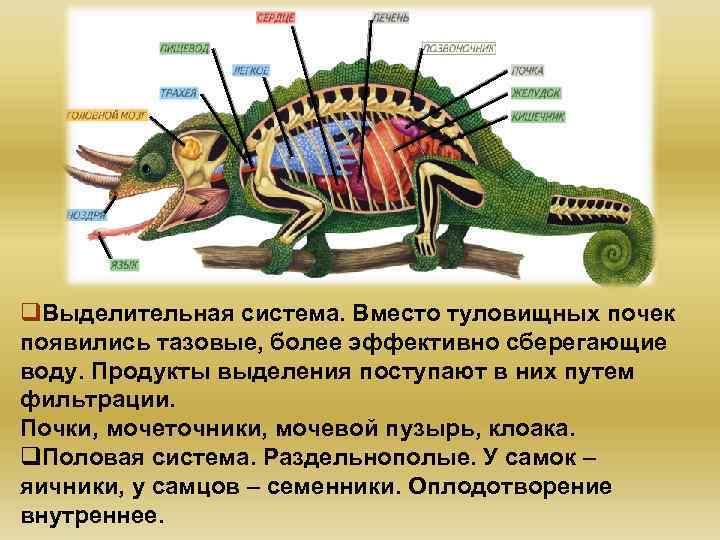 q. Выделительная система. Вместо туловищных почек появились тазовые, более эффективно сберегающие воду. Продукты выделения