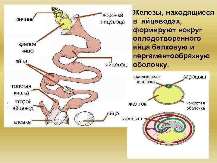 Зародышевый диск в яйце функции