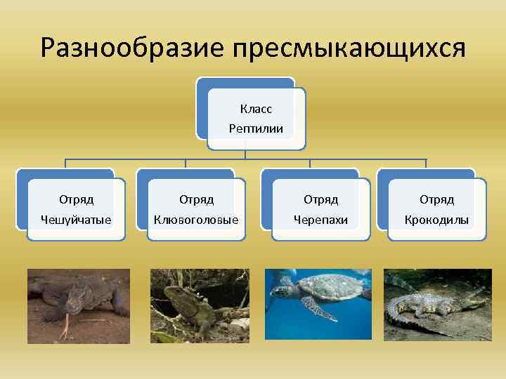 Разнообразие пресмыкающихся Класс Рептилии Отряд Чешуйчатые Клювоголовые Черепахи Крокодилы 