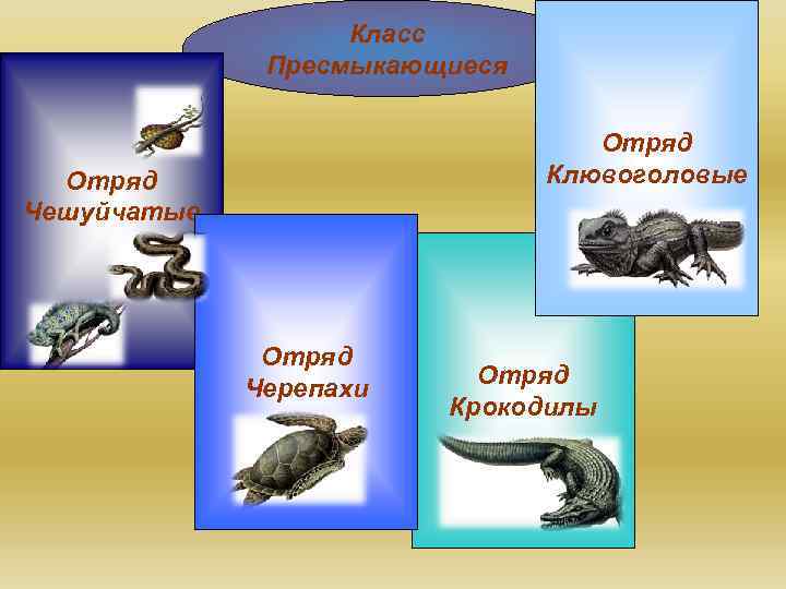 Класс Пресмыкающиеся Отряд Клювоголовые Отряд Чешуйчатые Отряд Черепахи Отряд Крокодилы 