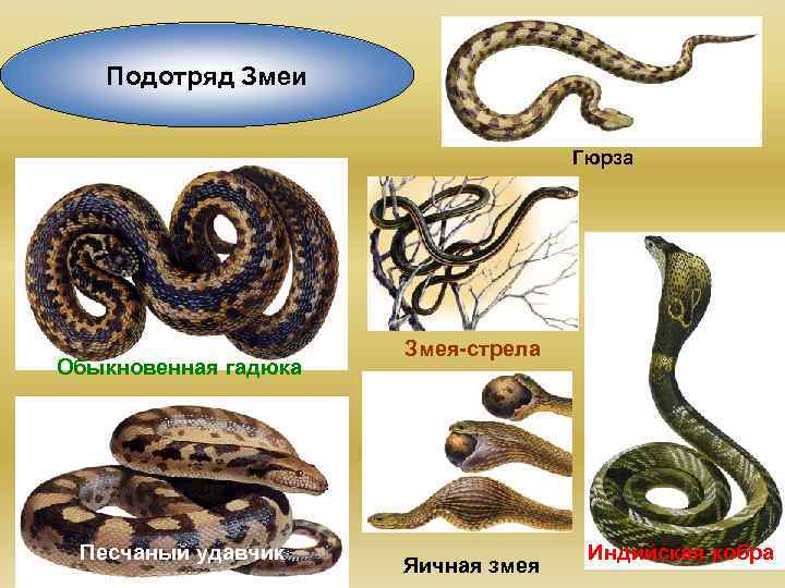 Относится к подотряду змеи. Подотряд змеи характеристика. Змея стрела. Пресмыкающиеся общая характеристика.