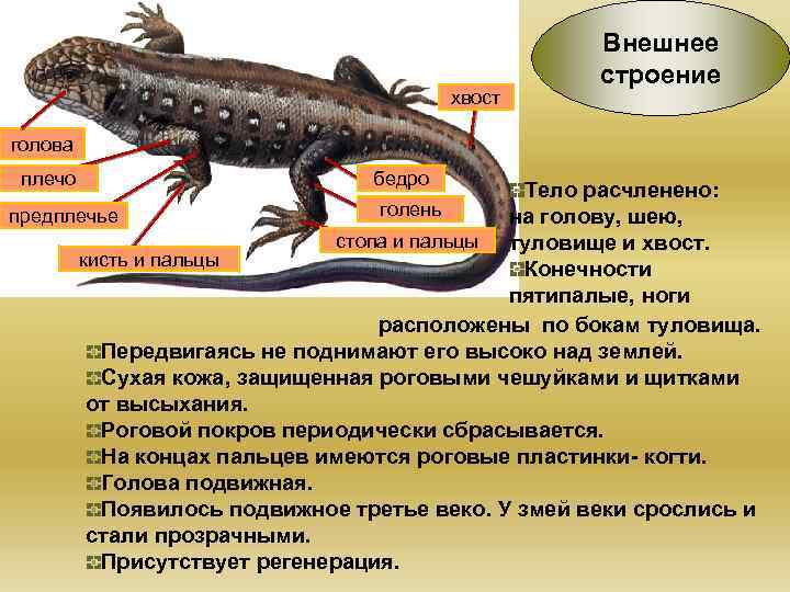 Общая характеристика и внешнее строение пресмыкающихся