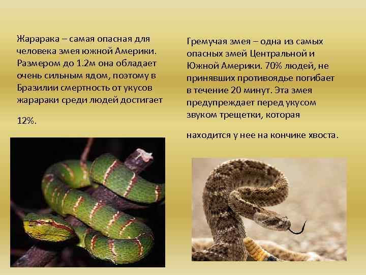 Характеристика человека змея. Змеи интересные факты. Факты о ядовитых змеях. Любопытных фактов о змеях.