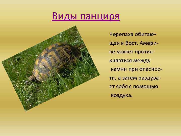 Виды панциря Черепаха обитающая в Вост. Америке может протискиваться между камни при опасности, а