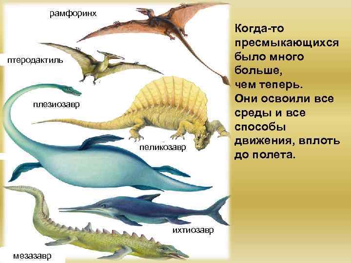 рамфоринх птеродактиль плезиозавр пеликозавр ихтиозавр мезазавр Когда-то пресмыкающихся было много больше, чем теперь. Они
