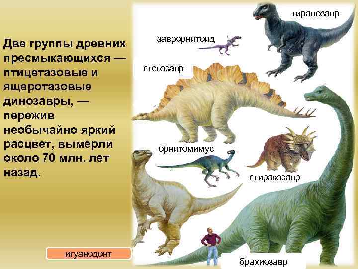 тиранозавр Две группы древних пресмыкающихся — птицетазовые и ящеротазовые динозавры, — пережив необычайно яркий