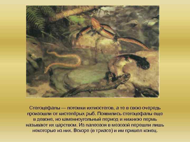 Стегоцефалы — потомки ихтиостегов, а те в свою очередь произошли от кистепёрых рыб. Появились