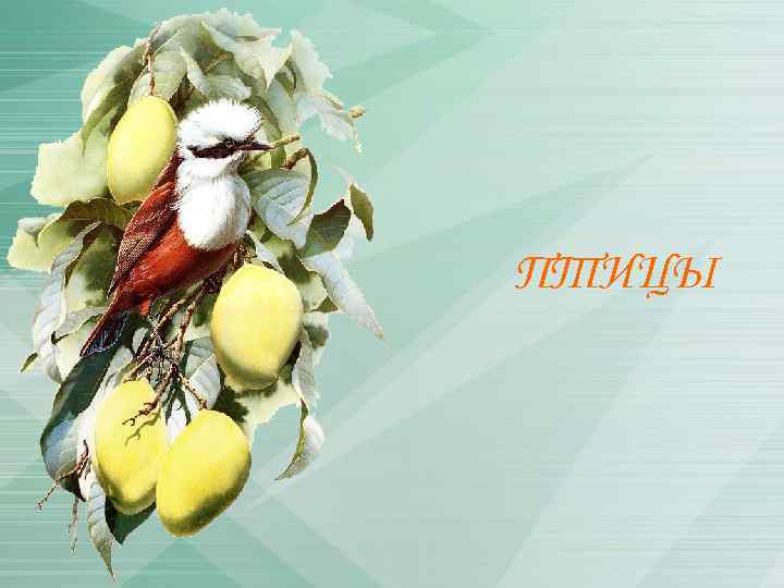 ПТИЦЫ 