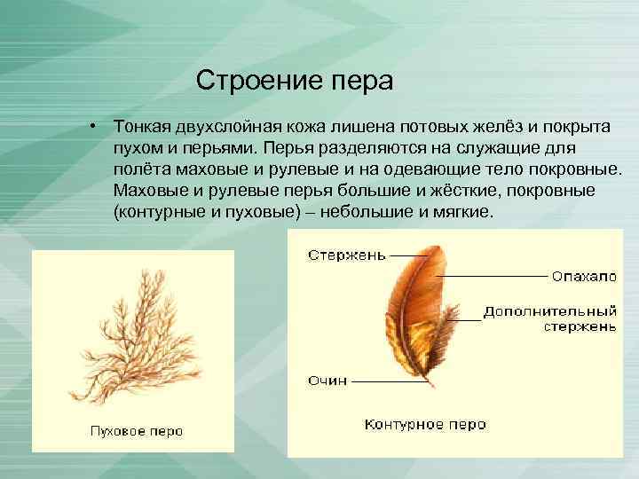 Сходства и различия контурного и пухового пера. Пуховое перо птицы строение. Строение пухового пера птицы. Строение пух пера у птиц. Строение пуховых перьев.