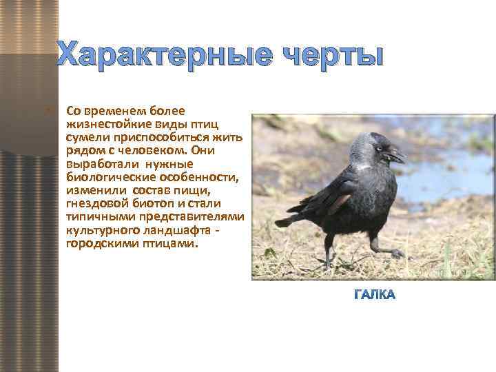 Характерные черты • Со временем более жизнестойкие виды птиц сумели приспособиться жить рядом с