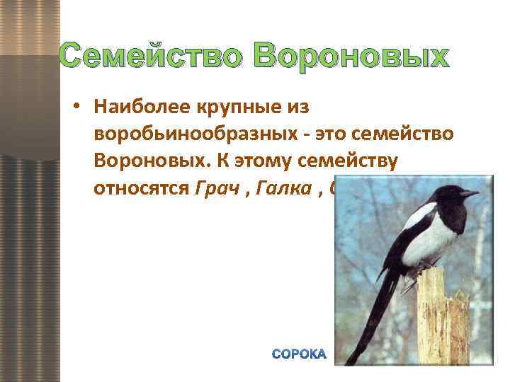 Семейство Вороновых • Наиболее крупные из воробьинообразных - это семейство Вороновых. К этому семейству