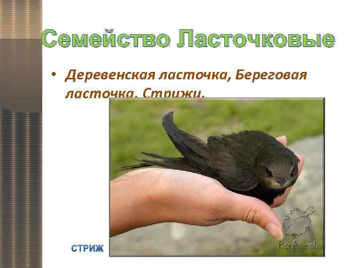 Семейство Ласточковые • Деревенская ласточка, Береговая ласточка, Стрижи. 