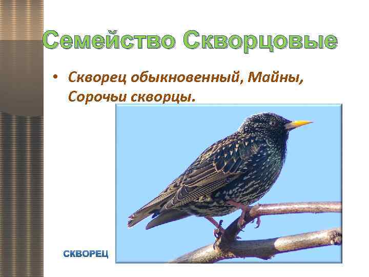 Семейство Скворцовые • Скворец обыкновенный, Майны, Сорочьи скворцы. 