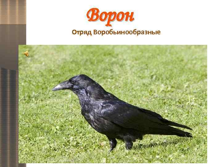 Ворон Отряд Воробьинообразные 