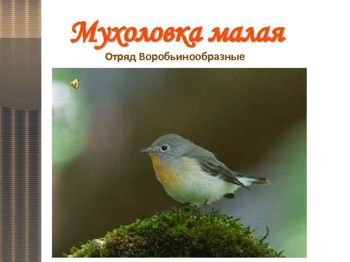 Мухоловка малая Отряд Воробьинообразные 