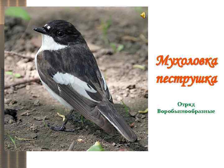 Мухоловка пеструшка Отряд Воробьинообразные 