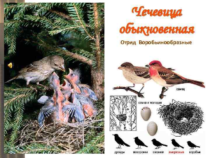 Чечевица обыкновенная Отряд Воробьинообразные 