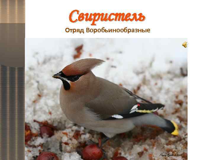 Свиристель Отряд Воробьинообразные 