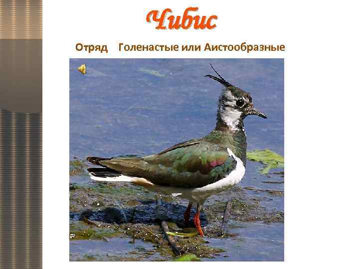 Чибис Отряд Голенастые или Аистообразные 