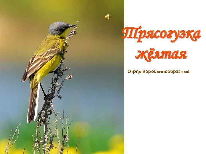 Трясогузка жёлтая Отряд Воробьинообразные 