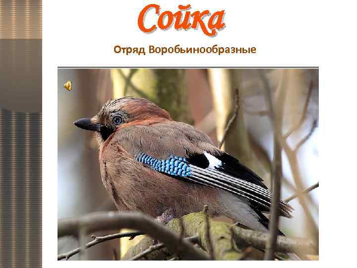 Сойка Отряд Воробьинообразные 
