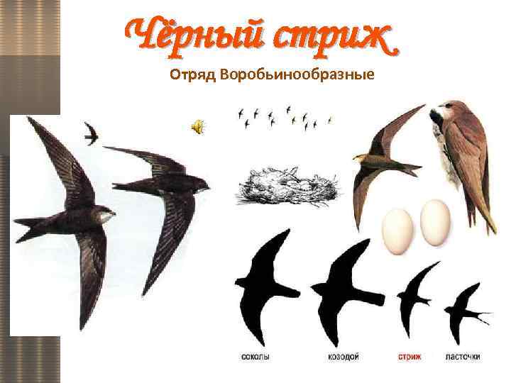 Чёрный стриж Отряд Воробьинообразные 