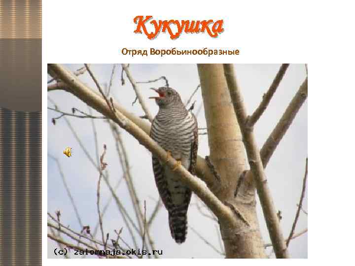 Кукушка Отряд Воробьинообразные 