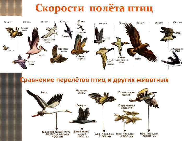 Сколько скорость птицы. Типы полета птиц. Скорость птиц таблица. Скорость полёта птиц таблица. Виды полета птиц таблица.