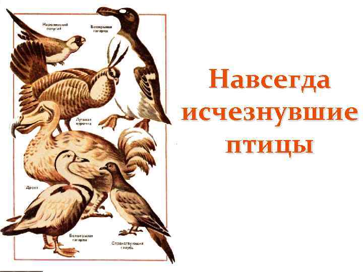 Навсегда исчезнувшие птицы 