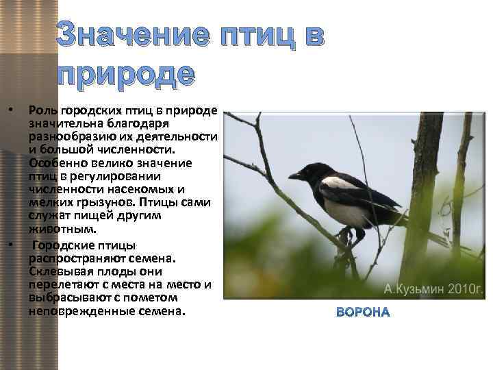 Значение птиц биология 7 класс. Роль птиц в жизни человека. Значение птиц. Значение птиц в природе. Значимость птиц в природе.