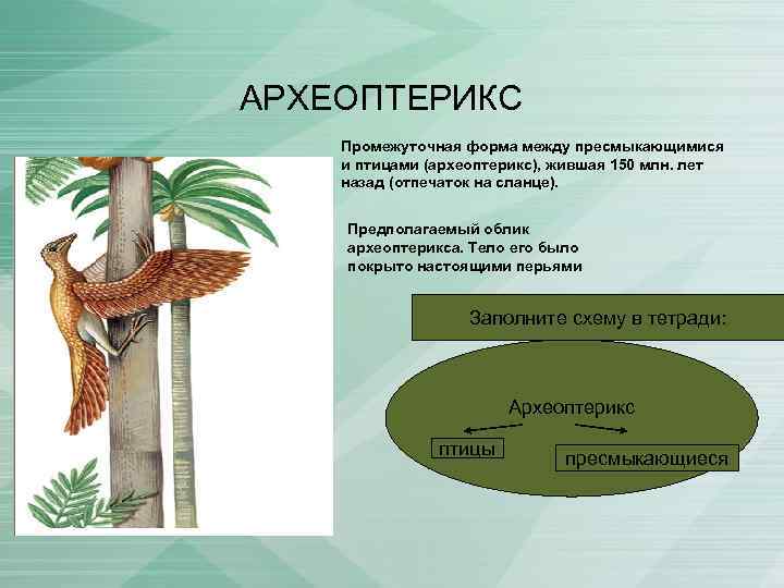 Сходство археоптерикса с птицами. Размножение археоптерикса. Кожный Покров археоптерикса. Археоптерикс промежуточная форма. Археоптерикс переходная форма между.