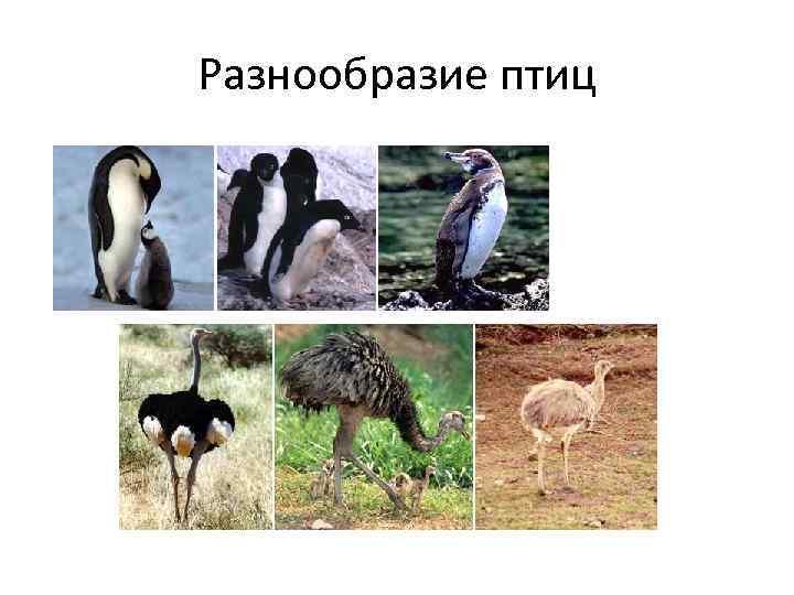 Разнообразие птиц 